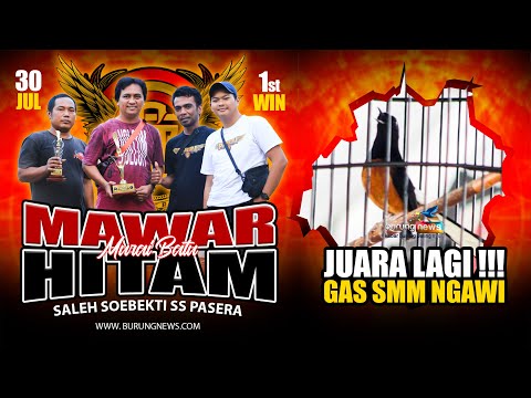 Video: Mawar hitam - hadiah dari peternak