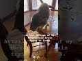 I can’t remember anything and I’m always hot #midlifewoman #relatable  #catvideos #perimenopause#cat