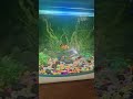 Koi setup #fish #planetaquarium #fishaquarium #fishaquarium #aquaticpets #music #fishbowl