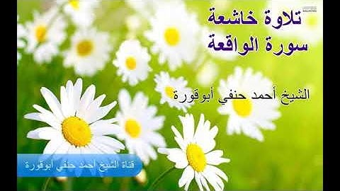 سورة الواقعة بصوت الشيخ أحمد حنفي أبو قورة