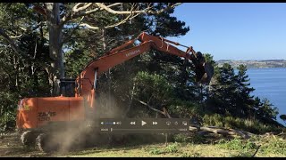 Tree felling at Hihi property, New Zealand