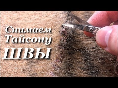 Пришло время снимать Тайсону швы