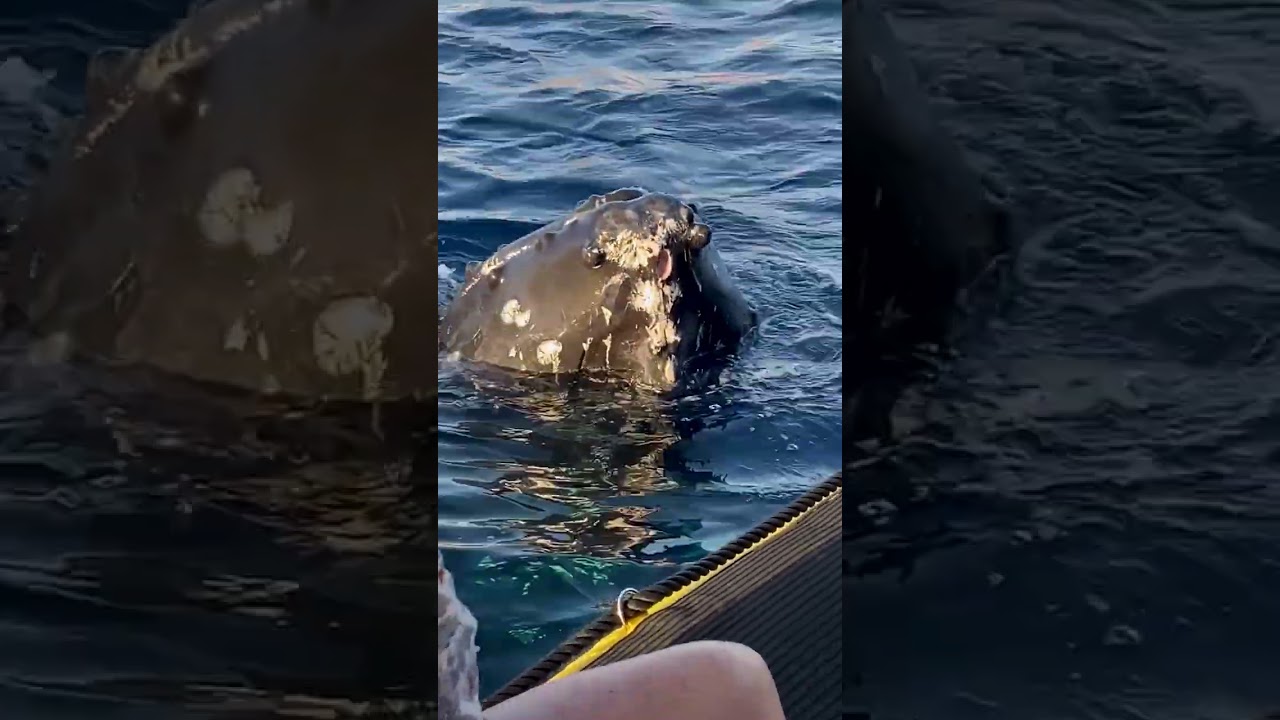 Selfies With Whales in Maui