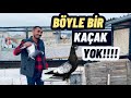 KAÇAK GÜVERCİN BÖYLE YAKALANIR!!!