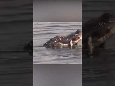 ¡Cocodrilo mató a Serpiente!