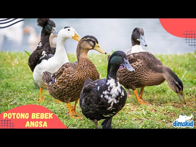 Potong Bebek Angsa | Lagu Anak Anak Potong Bebek Angsa class=