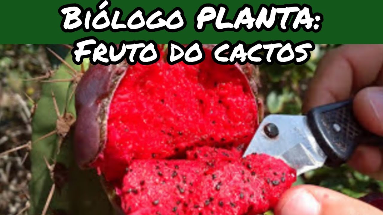 Biólogo PLANTA: Cacto-Ferida-de-égua, Pilosocereus arrabidae