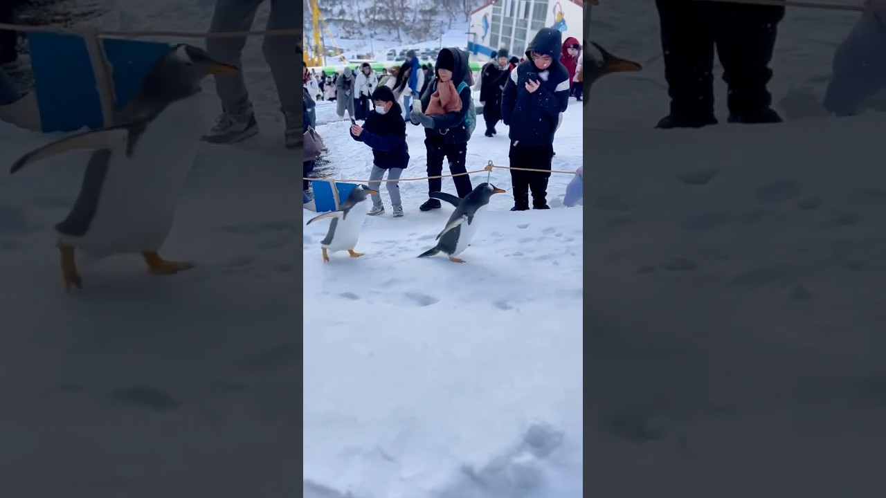 Superstar Penguins on Parade at Otaru Aquarium, Japan!