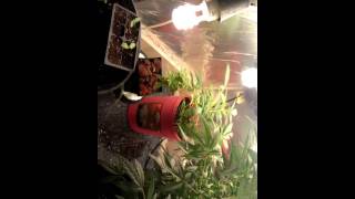 Updates cfl grow g13