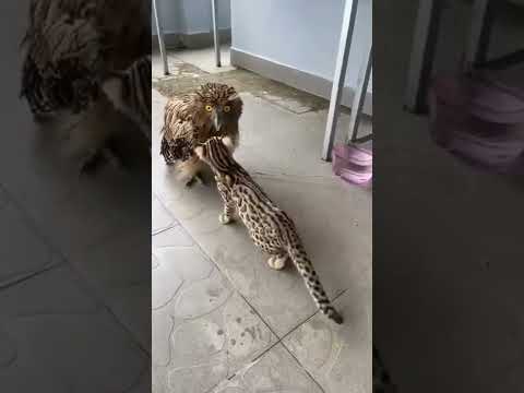 eagle vs bobcat