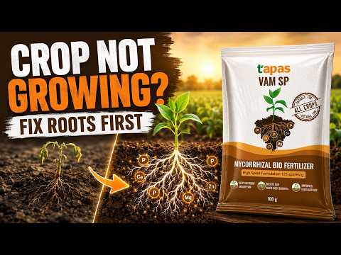 Weak Root Growth in Crops? Try VAM SP Biofertilizer for Healthier Plants