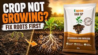 VAM SP Biofertilizer for Strong Root Growth | Mycorrhiza Benefits for Better Crop Yield