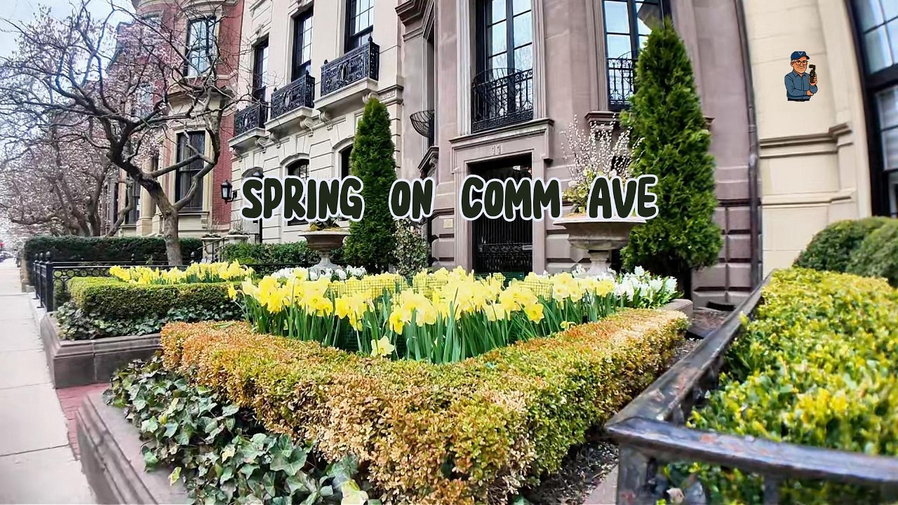 Boston Commonwealth Avenue Walk – Magnolias and more! - YouTube