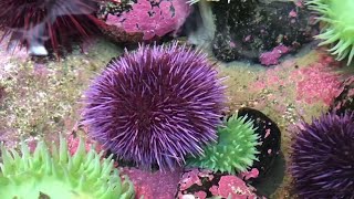 Can we save kelp forests by eating sea urchins?