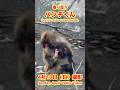 パンチくん【2026年4月19日撮影】寄り添うパンチくん #がんばれパンチ #punch #HangInTherePunch #市川市動植物園【Punch the monkey】N08