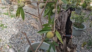 SECRETO PARA TENER CUALQUIER FRUTA EN MACETA LLENA DE FRUTO. Mamon con fruto