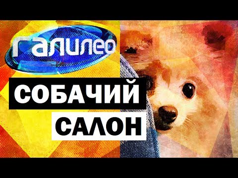 Галилео. Собачий салон 🐶 Canine salon