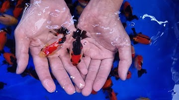 Lô Cá Oranda Short tail Màu đậm form chuẩn đẹp - Cá vàng oranda |goldfish