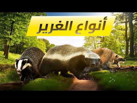 معلومات عن الغرير وأنواعه نوع أشرس وأقوى من غرير العسل