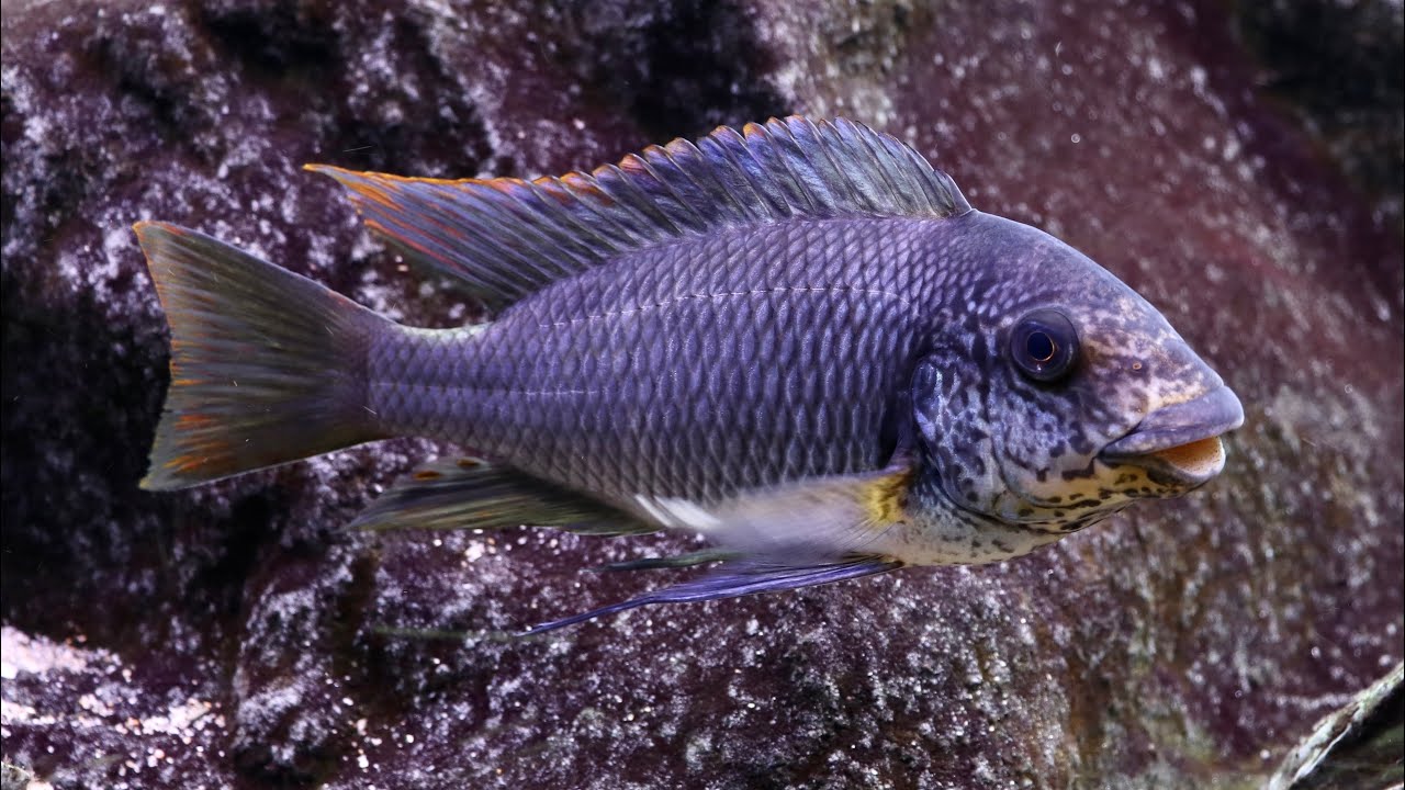 Tanganyika aquarium aug-2023