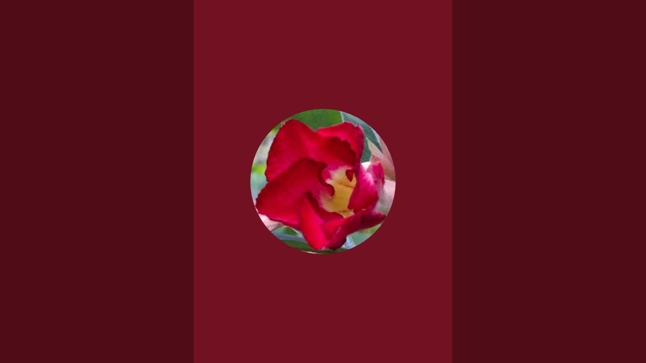 My Little World is live! എല്ലാരും വായോ.. 🥰