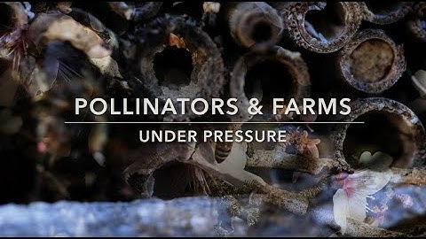 Farms, and Pollinators Under Pressure