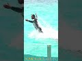 ルーナちゃんとトレーナーさん、水中パフォーマンス、#shorts　 #シャチ #orca #鴨川シーワールド #killerwhales #シャチパフォーマンス #水族館