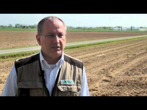 Video: Come coltivi le barbabietole dai bulbi?