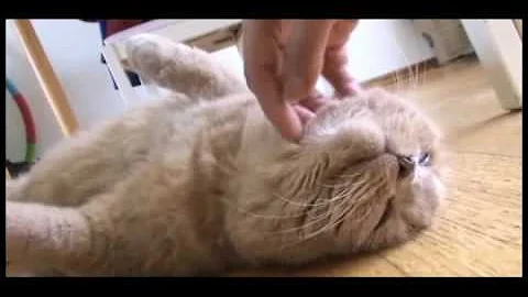 Watch the video about My cute baby Scottish Fold cat! Fat baby kitten playing, cutest munchkin cats