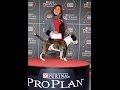 Mini Bull Terrier Campeon para montas