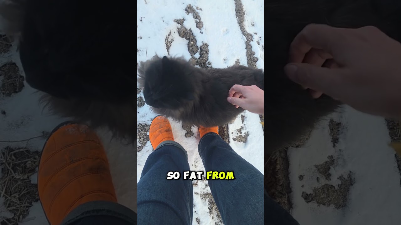 one cat hill
