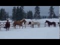 Horses Running In the Snow