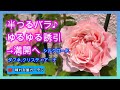 半つるバラのゆるゆる誘引から開花まで