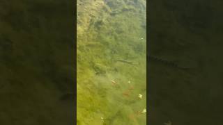 Tiger Musky stalking goldfish is nearly ate by bass