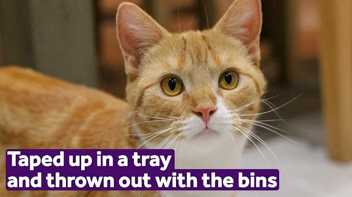 This Cat Was Thrown Out With The Bins