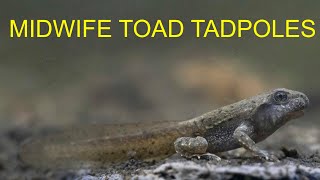 Midwife Toad Tadpoles Underwater