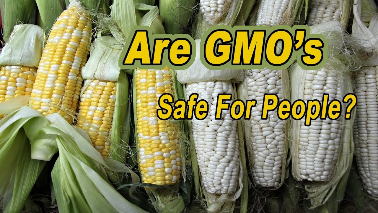 Are GMO's Carefully Studied To Make Sure They Are Safe For People To ...