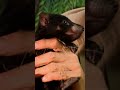 Rare Footage of Steve Irwin with Tasmanian Devils | Crikey! It's the Irwins | Animal Planet