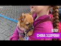 Налог на собак😱! Лечение: снова бодрый и активный щенок. Как одеть чихуахуа #amydog