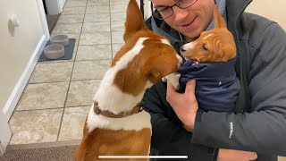 Ragnar Meets Freya for the First Time! | BRINGING HOME BASENJI PUPPY