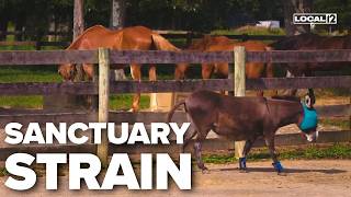 Slump in donations forces Ohio sanctuary to turn away farm animal rescue requests