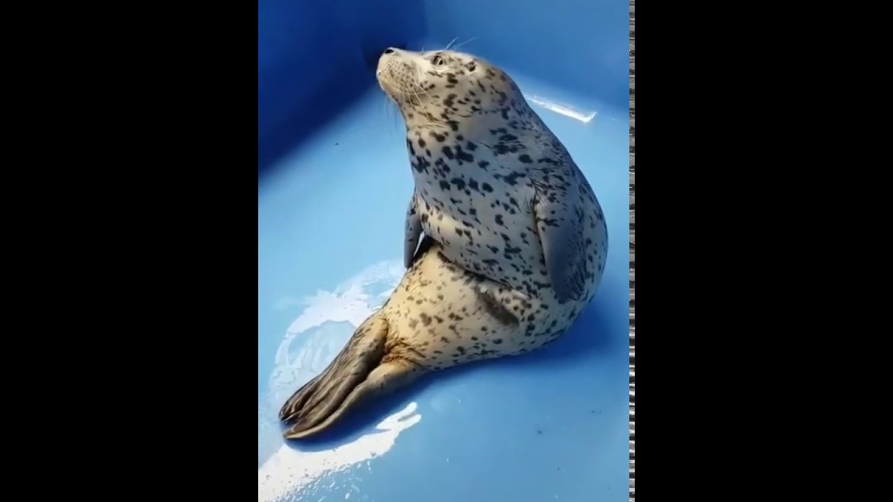 Seal Sitting Human Like YouTube