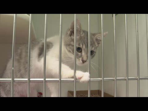 Northeast Ohio animal shelters becoming overcrowded, leaving many pets without their forever homes