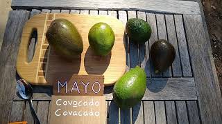 Mayo / Covocado avocado: a profile Details