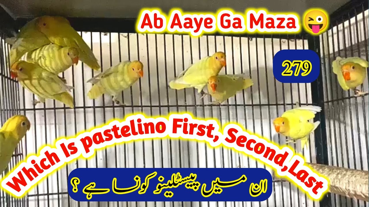 Which Is Pastelino Lovebirds | Caremeno Love birds | Ab Aaye Ga Mazza 