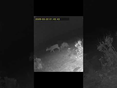 Mule deer π¦ #wildlife