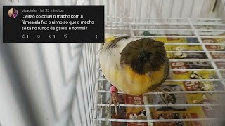 Canário só fica no fundo da gaiola. Será que deu ruim?