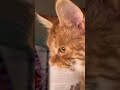 Your cats when you try to study before night ; )