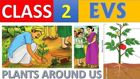 Plants Around Us | Class 2 | Evs | Term 1 | II Std