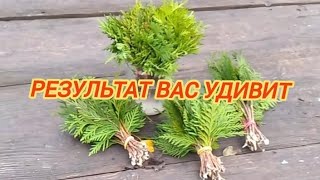 🌿Туя размножение,самый лёгкий способ черенкования #туя #черенкование #сад